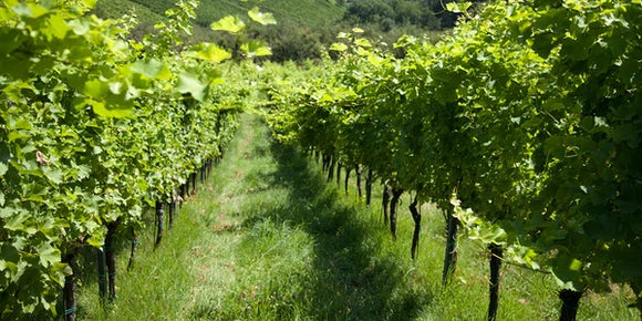 Weinkulturreise 24-07-05 EUROPAREISE - besondere Familienweingüter, edle Genusskultur und feinste Weine ! Mit unseren Weinberg-Perlen als Präsent zum mitnehmen ;-)